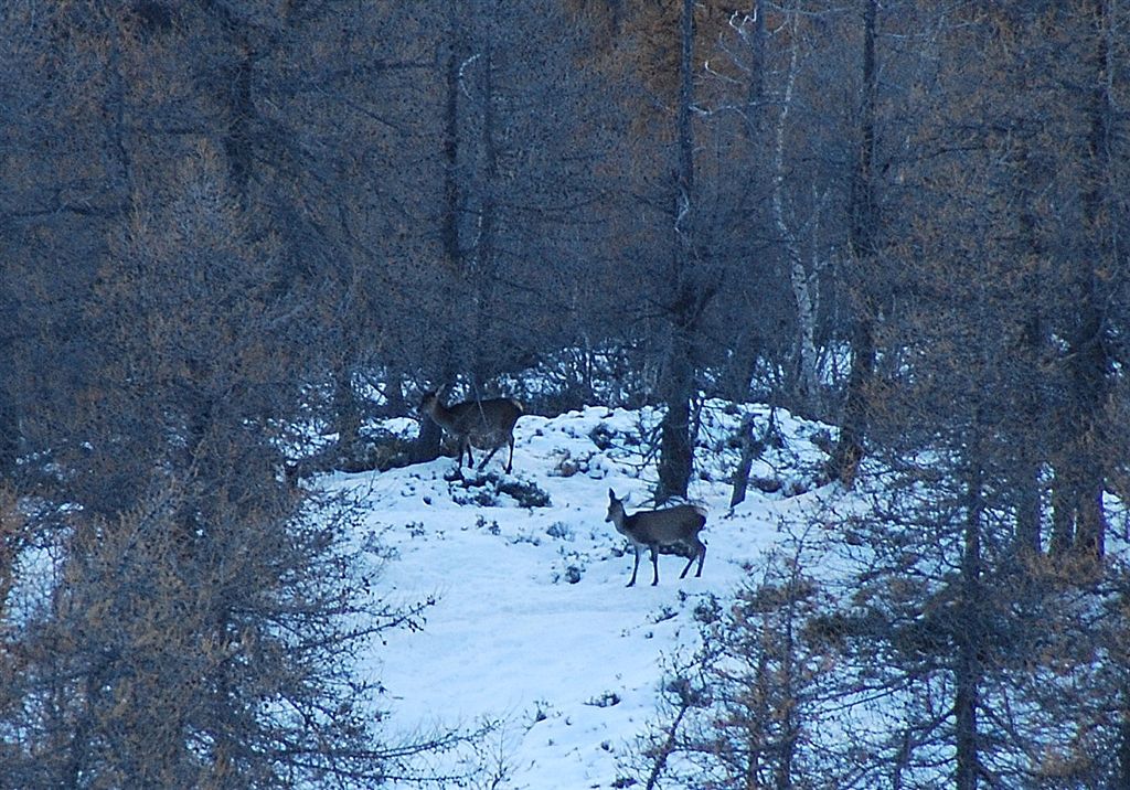 PASSIONE PER IL CERVO